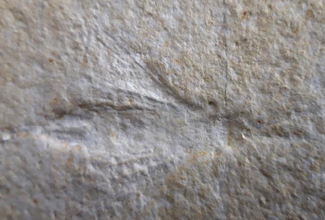 Myrmicium schroeteri GERMAR 1839 - Bild &copy; FossNet FossilienStore